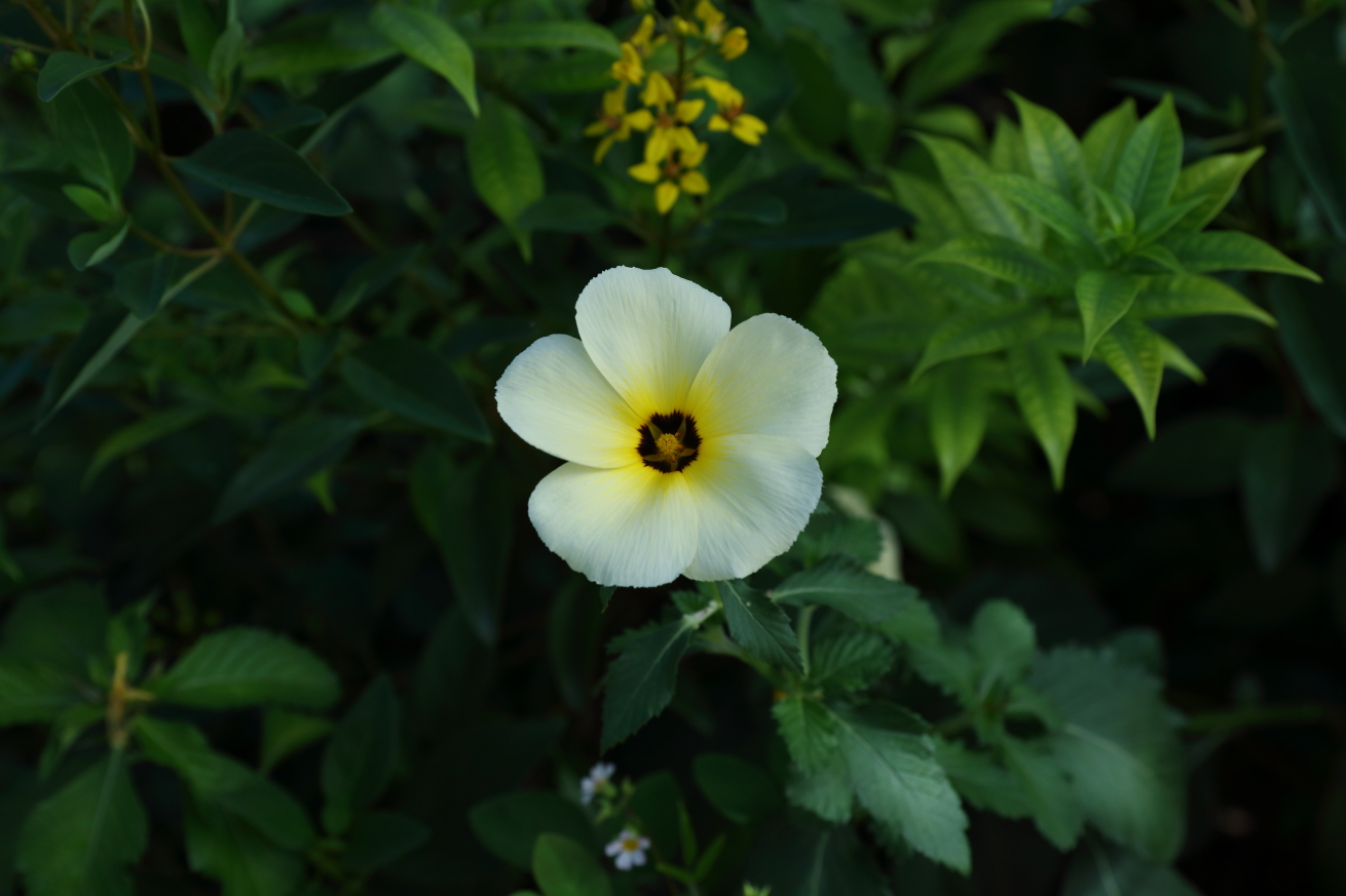 2016 09 08 HTP 0526
